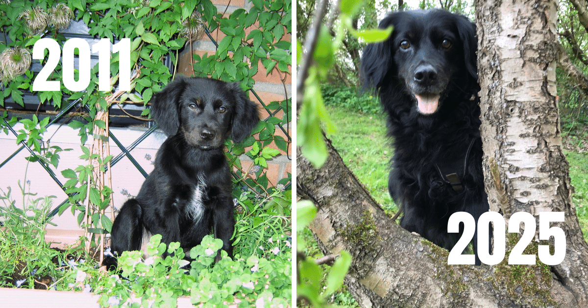 Emma mit 12 Wochen und mit 13 Jahren